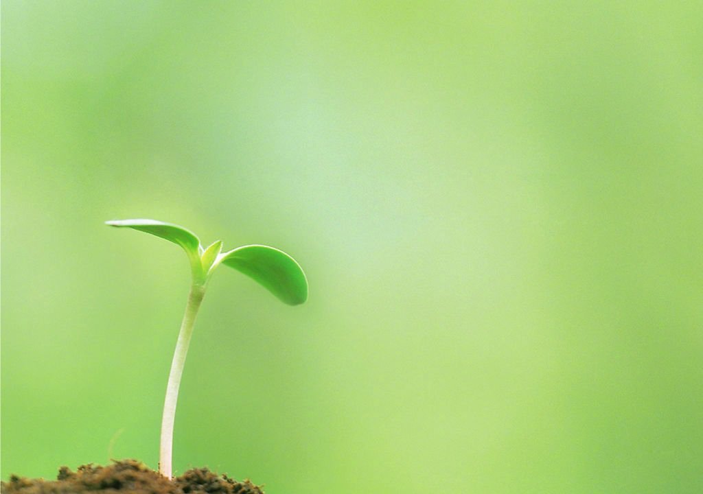 也许你只是一株稚嫩的幼苗,然而只要坚忍不拔