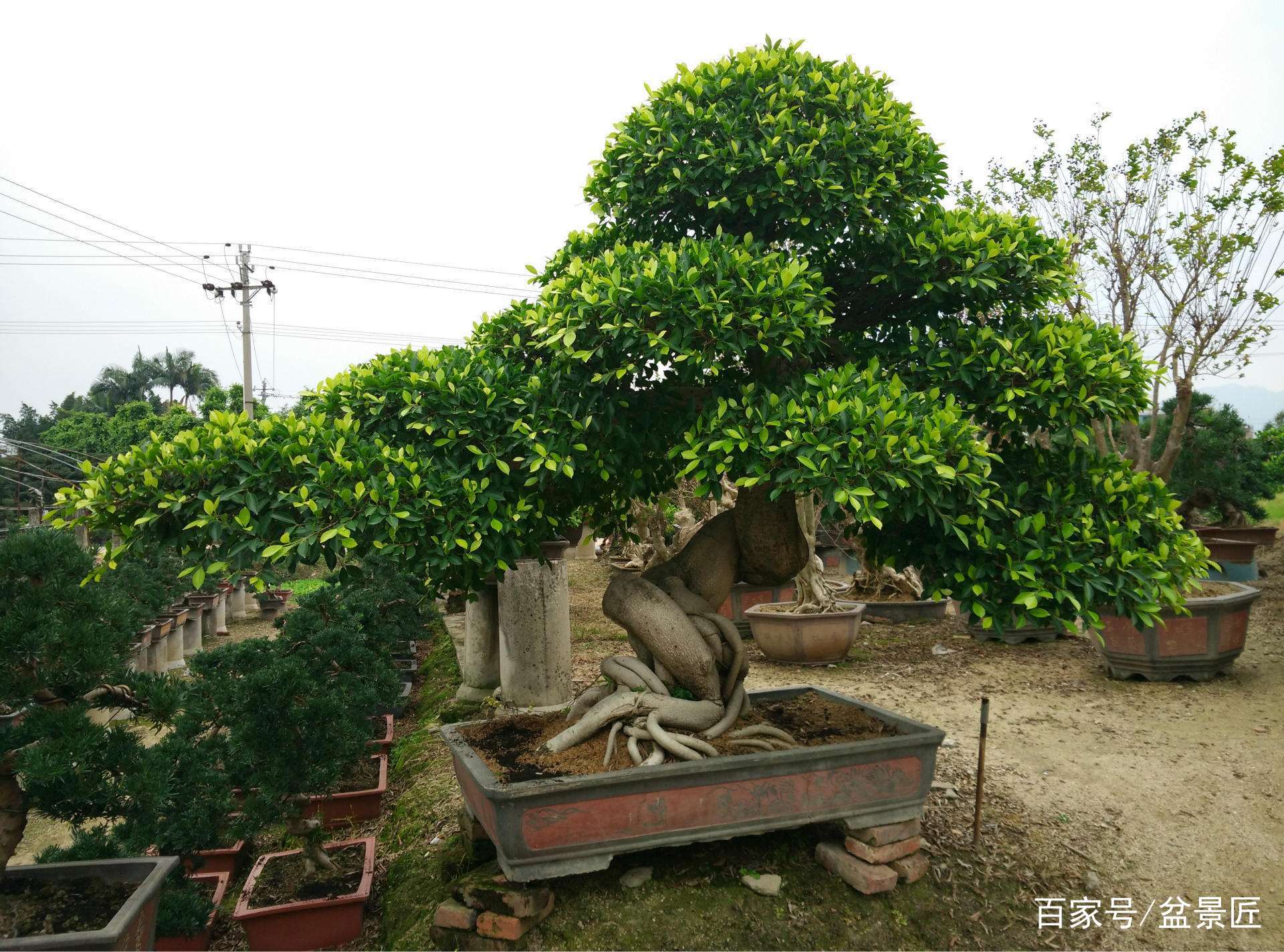 小叶榕树盆景的正确怎么养护方法,你看你养对了吗?