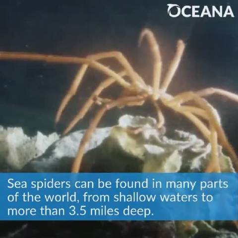 长腿怪 海蜘蛛 长腿怪 海蜘蛛