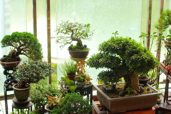 19他家超大阳台种了几十盆高价盆景壕无人性