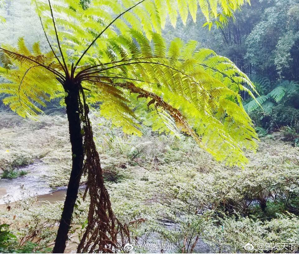 濒危植物"国宝桫椤"|桫椤|蕨类植物|树蕨_新浪新闻