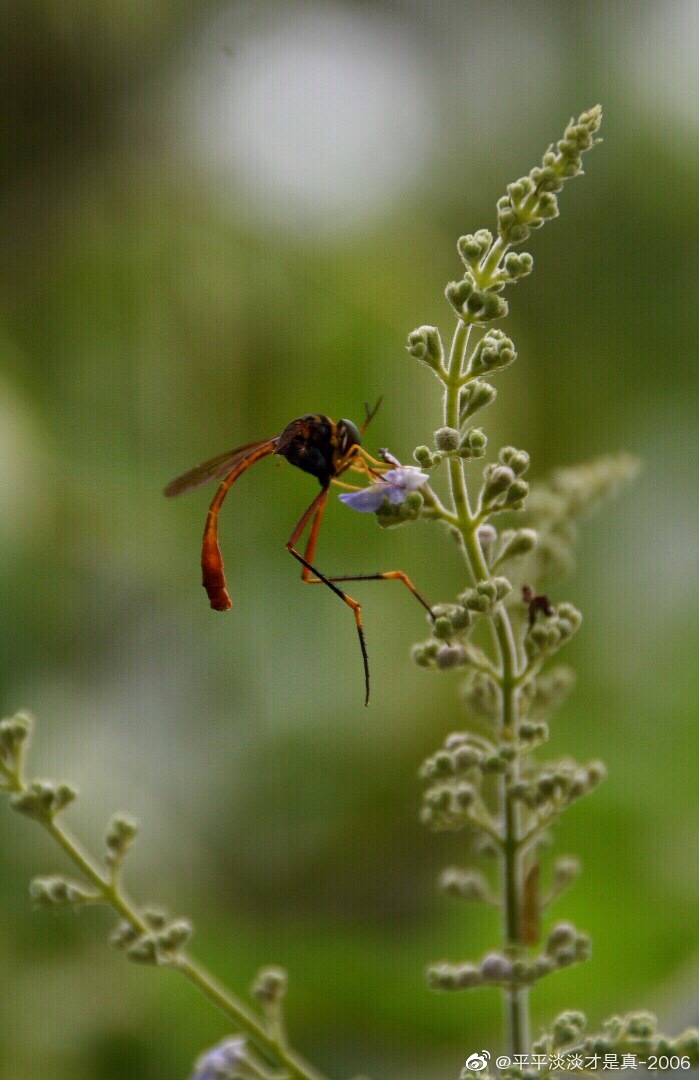 爬山时遇见一只大长腿小蛮腰的美人蜂舞姿轻盈有点像姬蜂