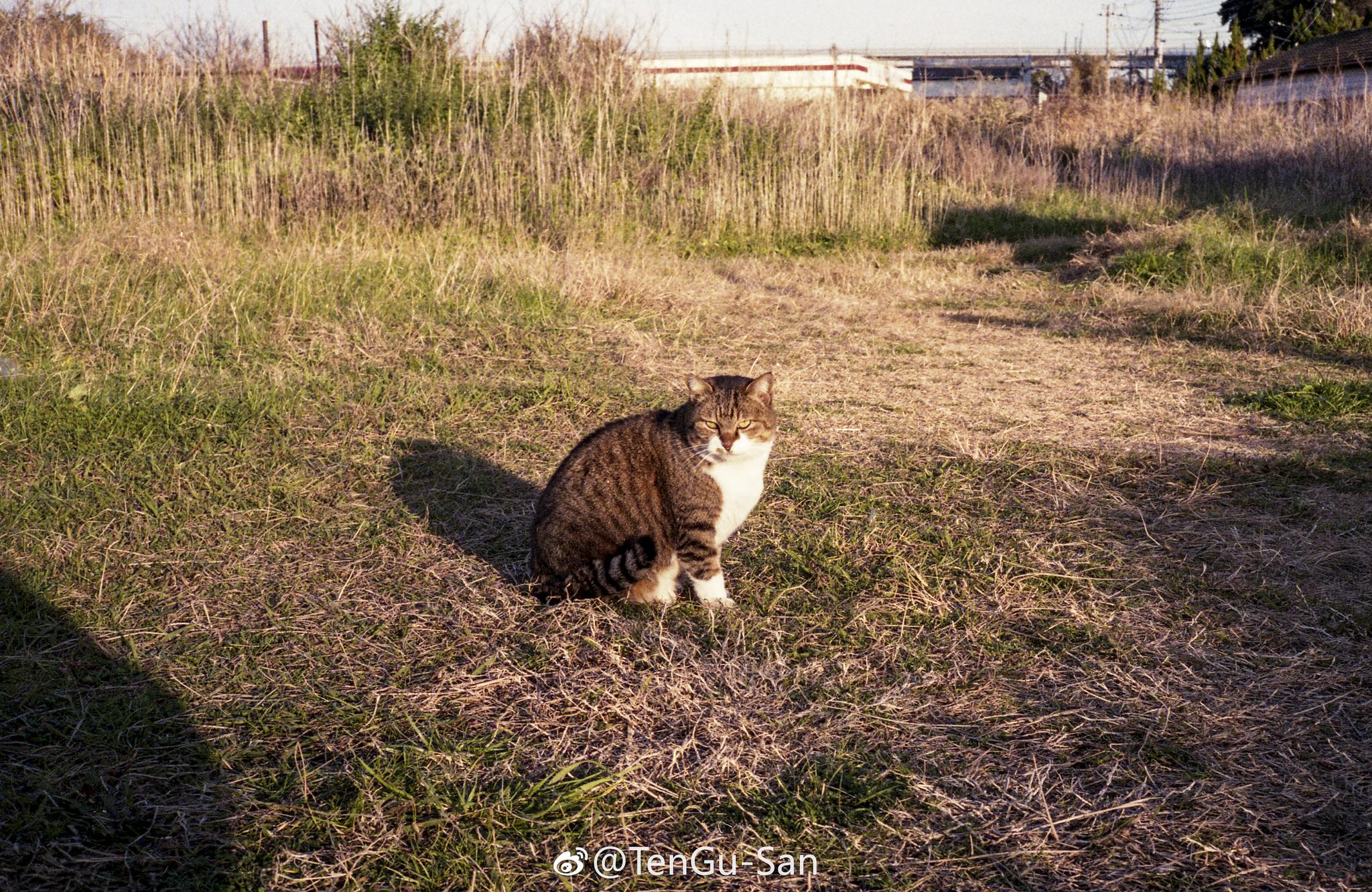 contax t3 film 胶片 photograper by 96tengusan 676767这些