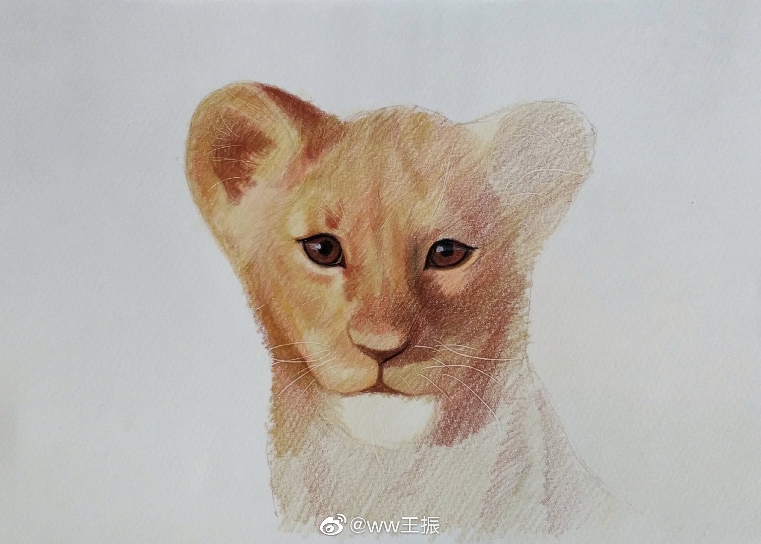 狮子王辛巴作者:@ww王振工具:三福霹雳马彩铅,获多福水彩纸