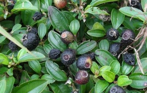 野外10种贵野果农村小孩当零食吃如今很多都作珍贵药材了