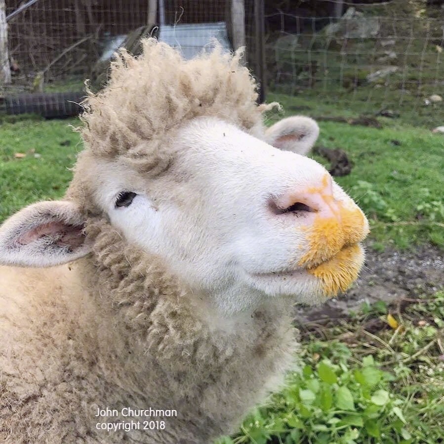 一组可爱的羊咩咩头像99