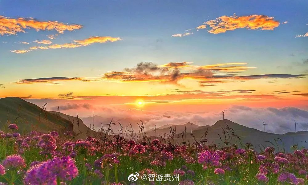 韭菜坪的花与云海|韭菜坪|星空|花海_新浪新闻