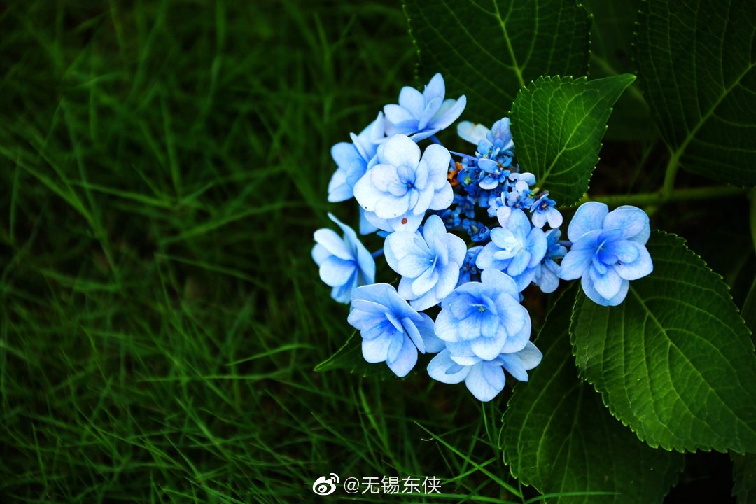 七月 生如夏花之绚烂 而这盛开在夏天 从日本引进的绣球花 七月 生如夏花之绚烂 而这盛开在夏天 从日本引进的绣球花