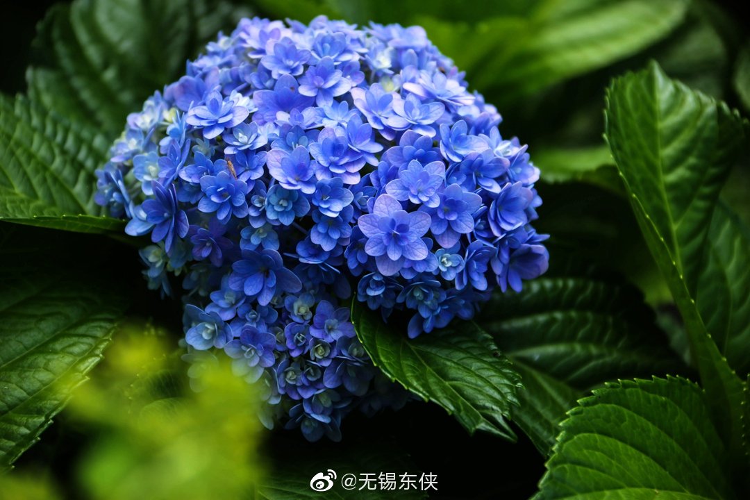 七月 生如夏花之绚烂 而这盛开在夏天 从日本引进的绣球花
