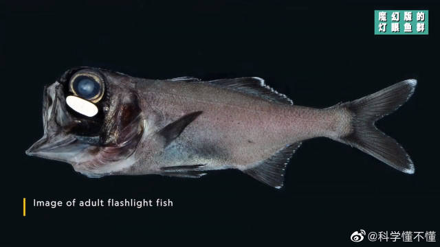 梦幻蓝光灯眼鱼利用细菌给自己照明 黑暗海水中的一朵奇葩
