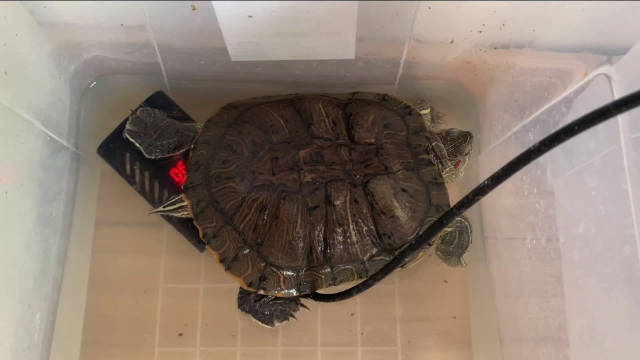 啪嗒对恒温棒的感情是复杂的,有时使劲push away