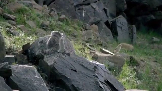 摄像机拍摄到了最凶猛的猫科动物兔狲野外捕猎的画面,太凶残了|拍摄|摄像机_新浪新闻