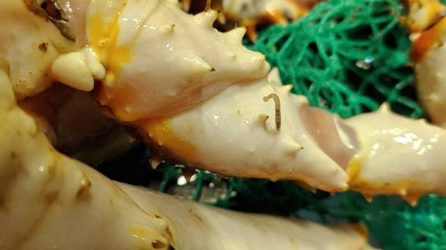 帝王蟹脚上这只蟹蛭比较灵活