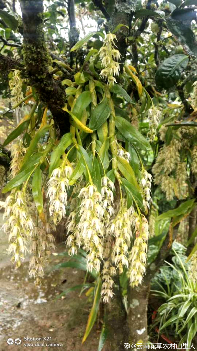 石斛兰|石斛|蚧壳虫_新浪新闻