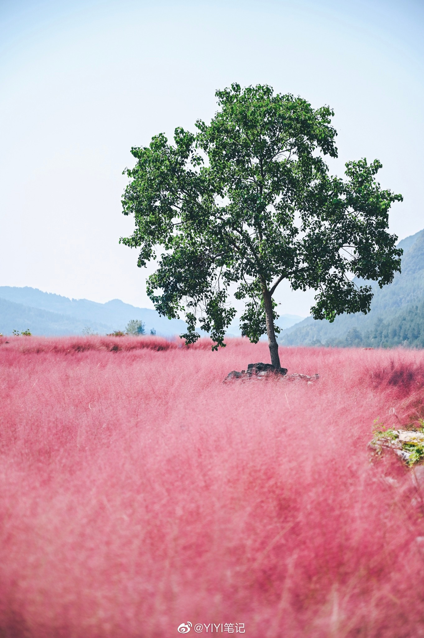 叠石花谷遍地的粉黛乱子草秋天也可以是浪漫的粉色呀
