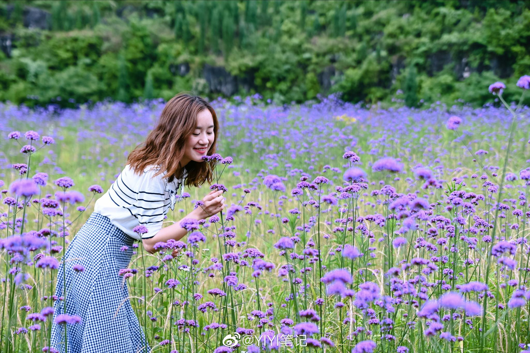 五月有一片紫色花海 五月有一片紫色花海