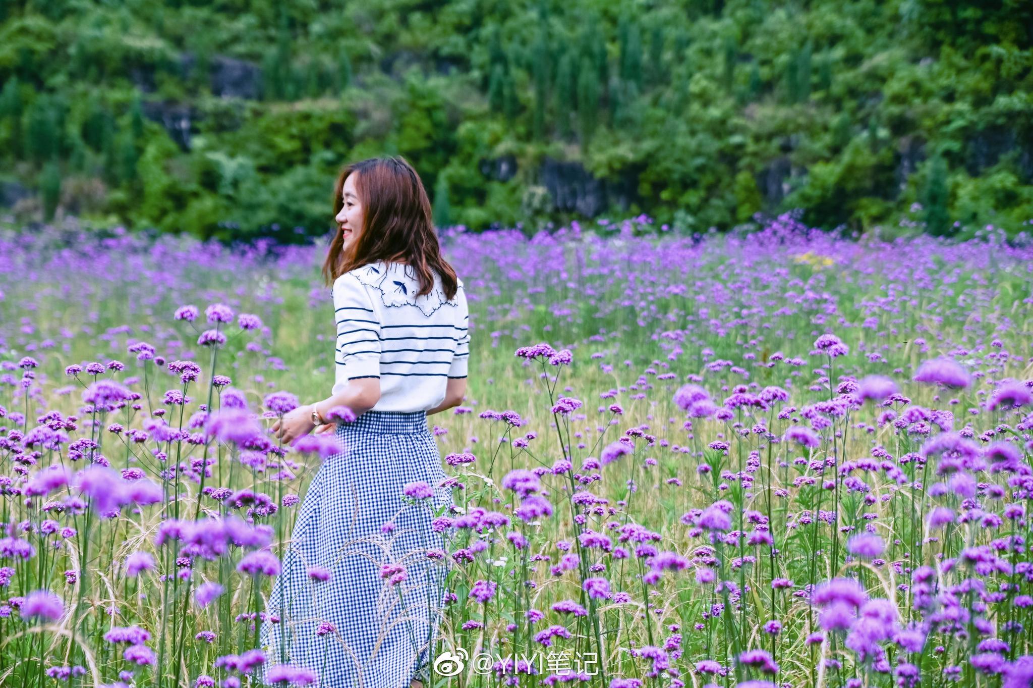 五月有一片紫色花海 五月有一片紫色花海
