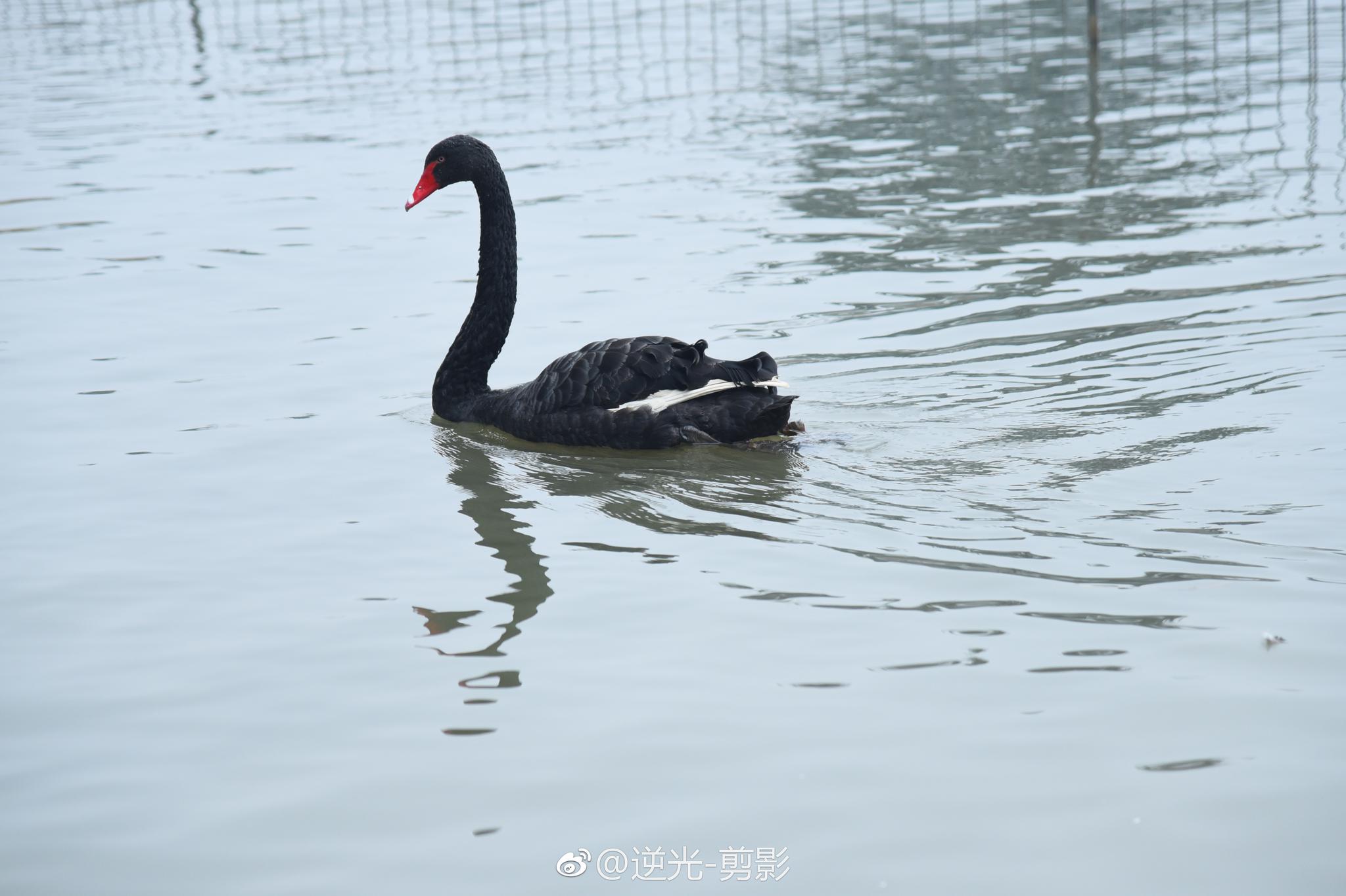哈哈哈,简直是@李自健美术馆 深度游,小小的天鹅湖也要来看一下