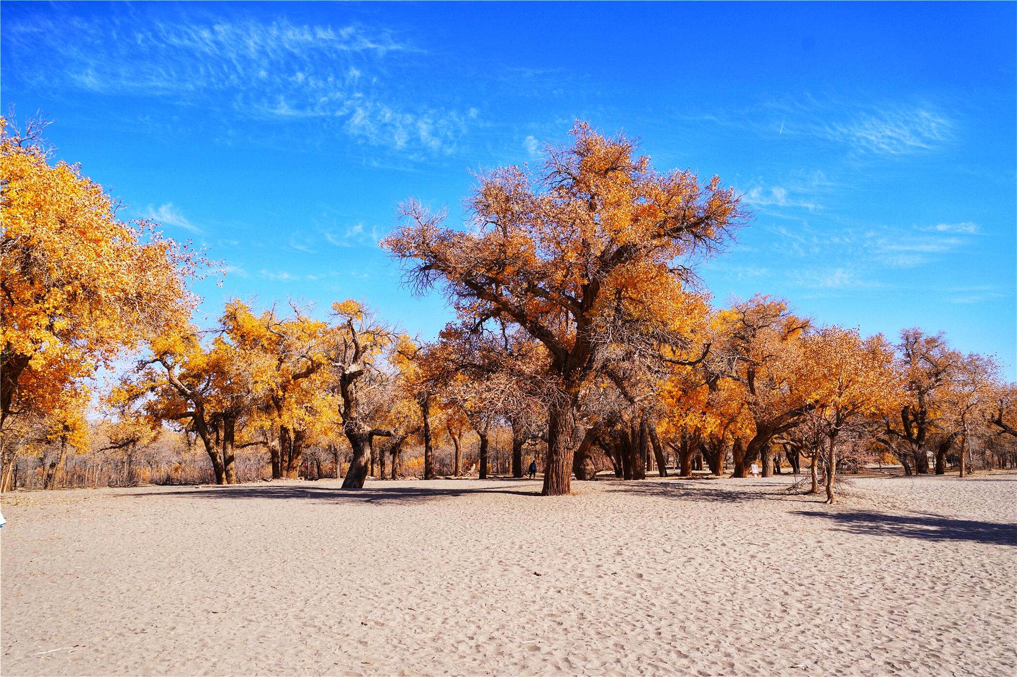 世界第三大沙漠边缘有一片胡杨林,这里有中国最美的秋色