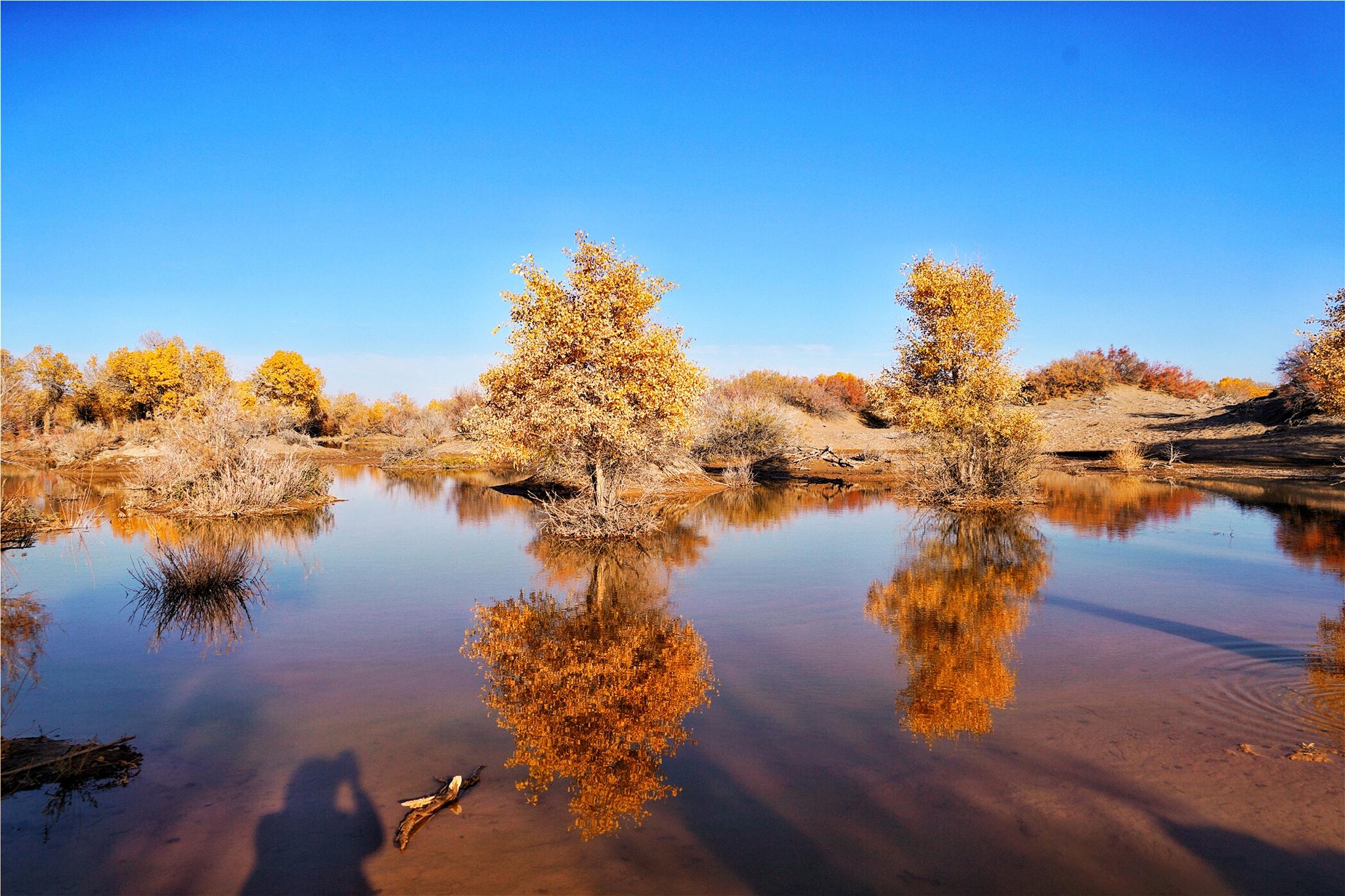 世界第三大沙漠边缘有一片胡杨林,这里有中国最美的秋色