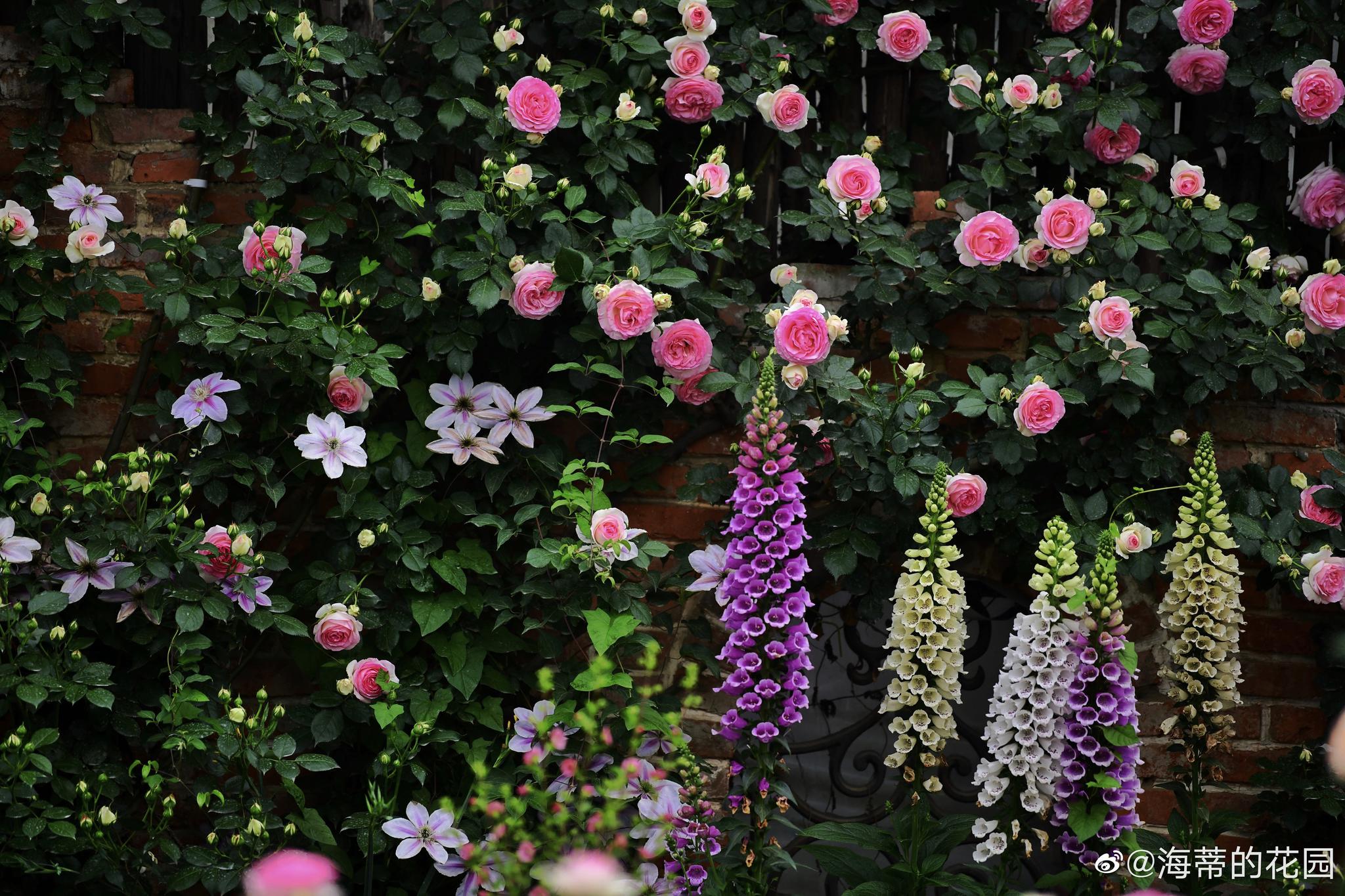 最后一次开在三圣乡海蒂的花园龙沙墙