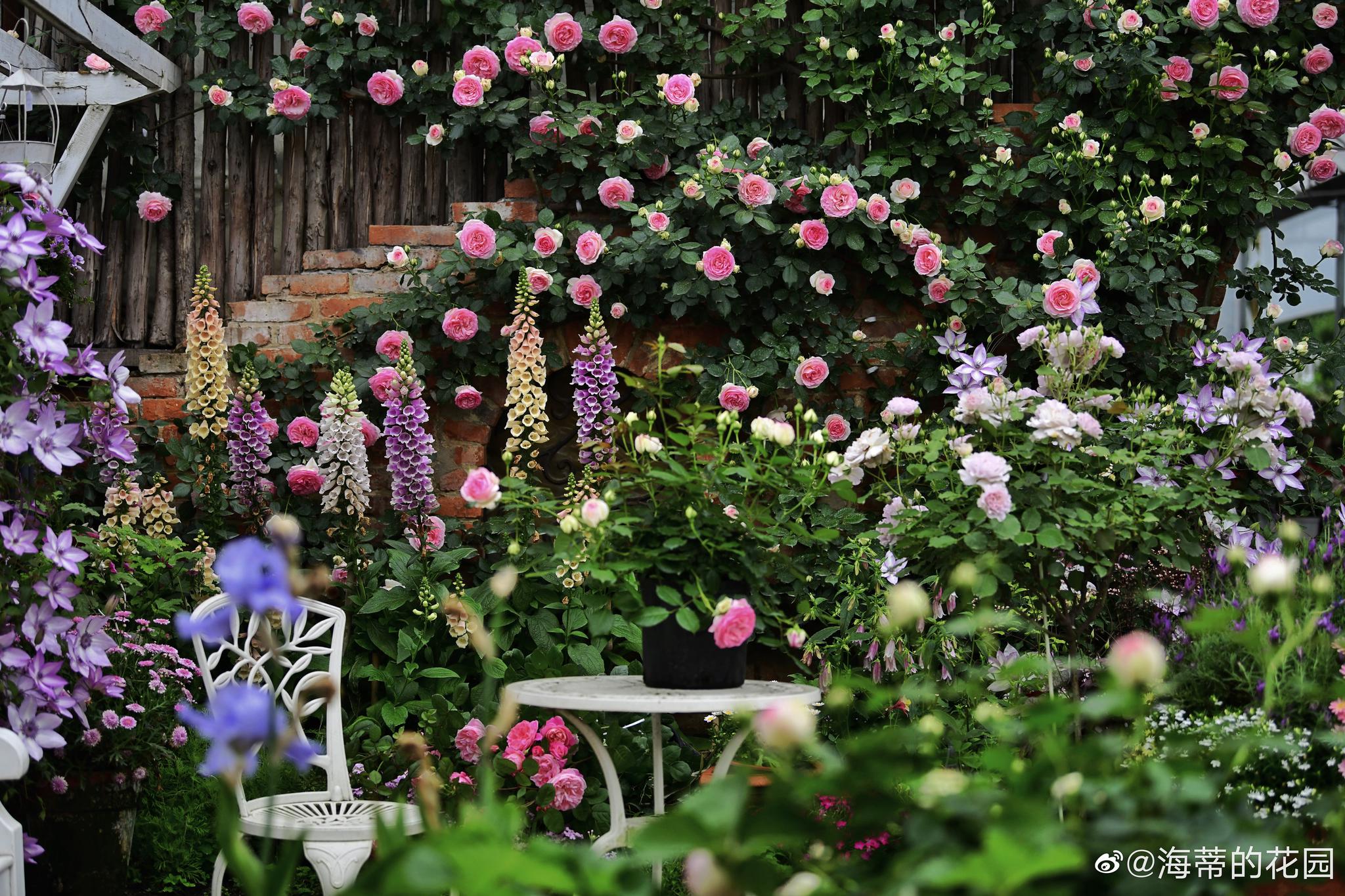最后一次开在三圣乡海蒂的花园龙沙墙