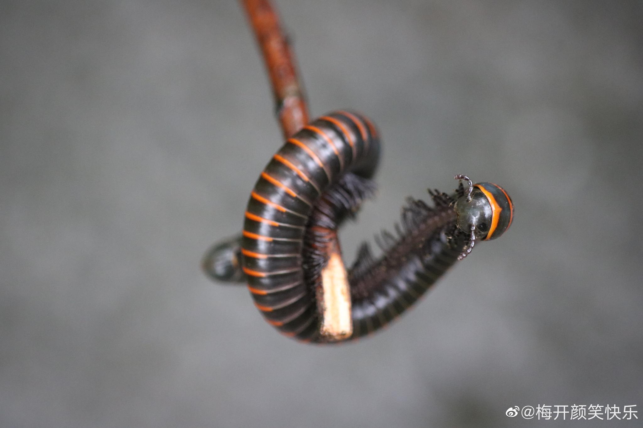 福尔摩沙山蛩倍足纲山蛩目节肢动物杭州特色大型马陆之一