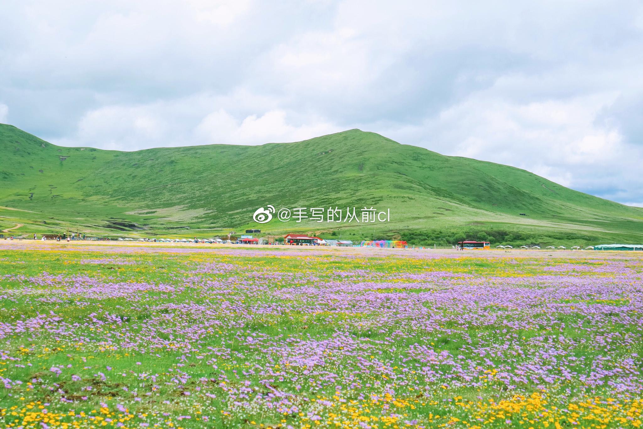 最美草原花海 错过再等一年