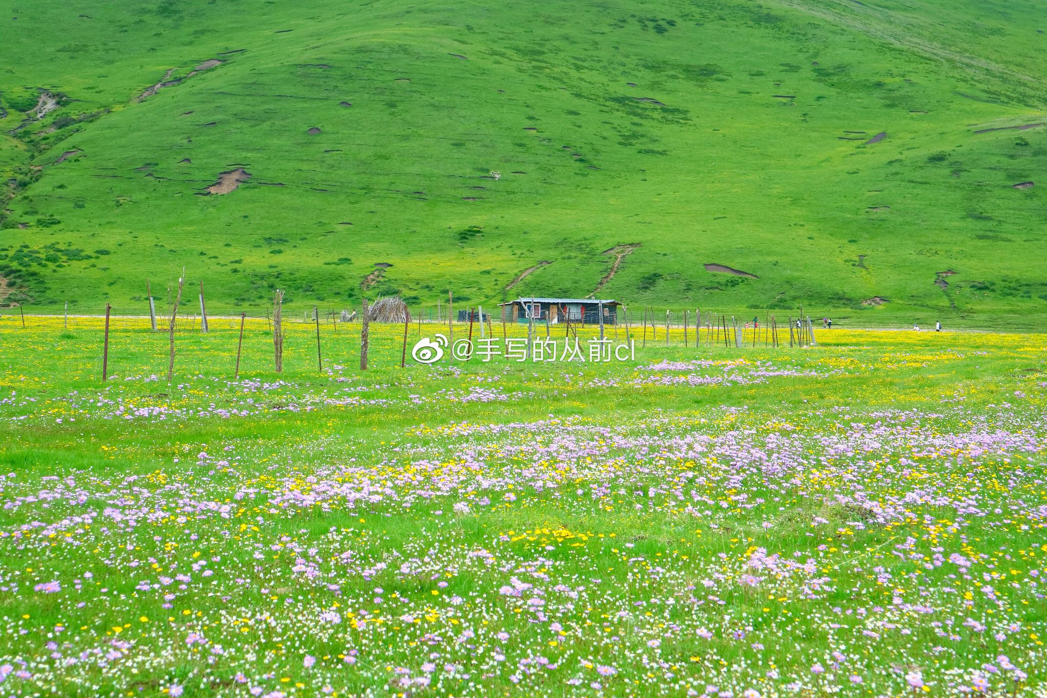 最美草原花海 错过再等一年