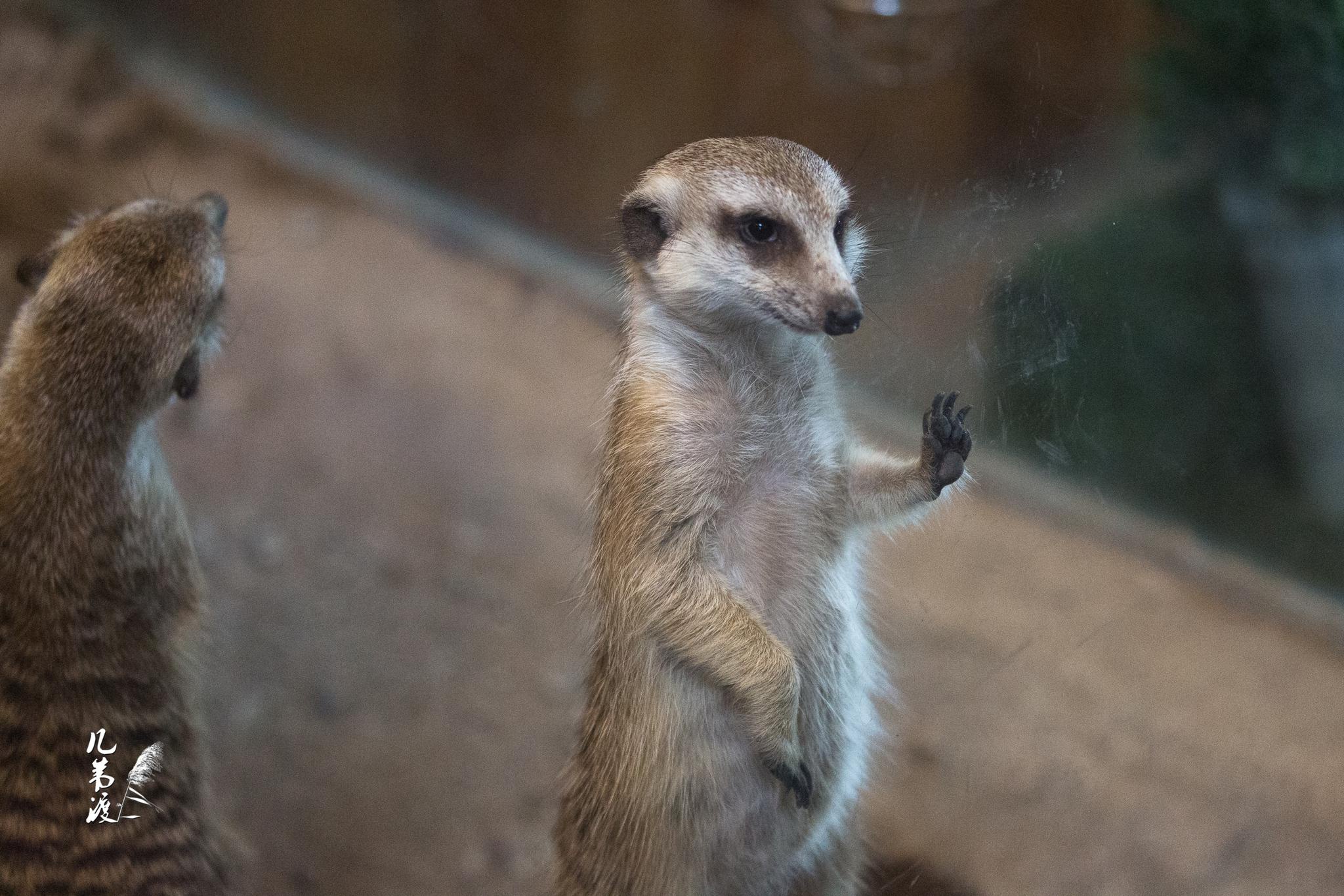 最小的一种獴,群居