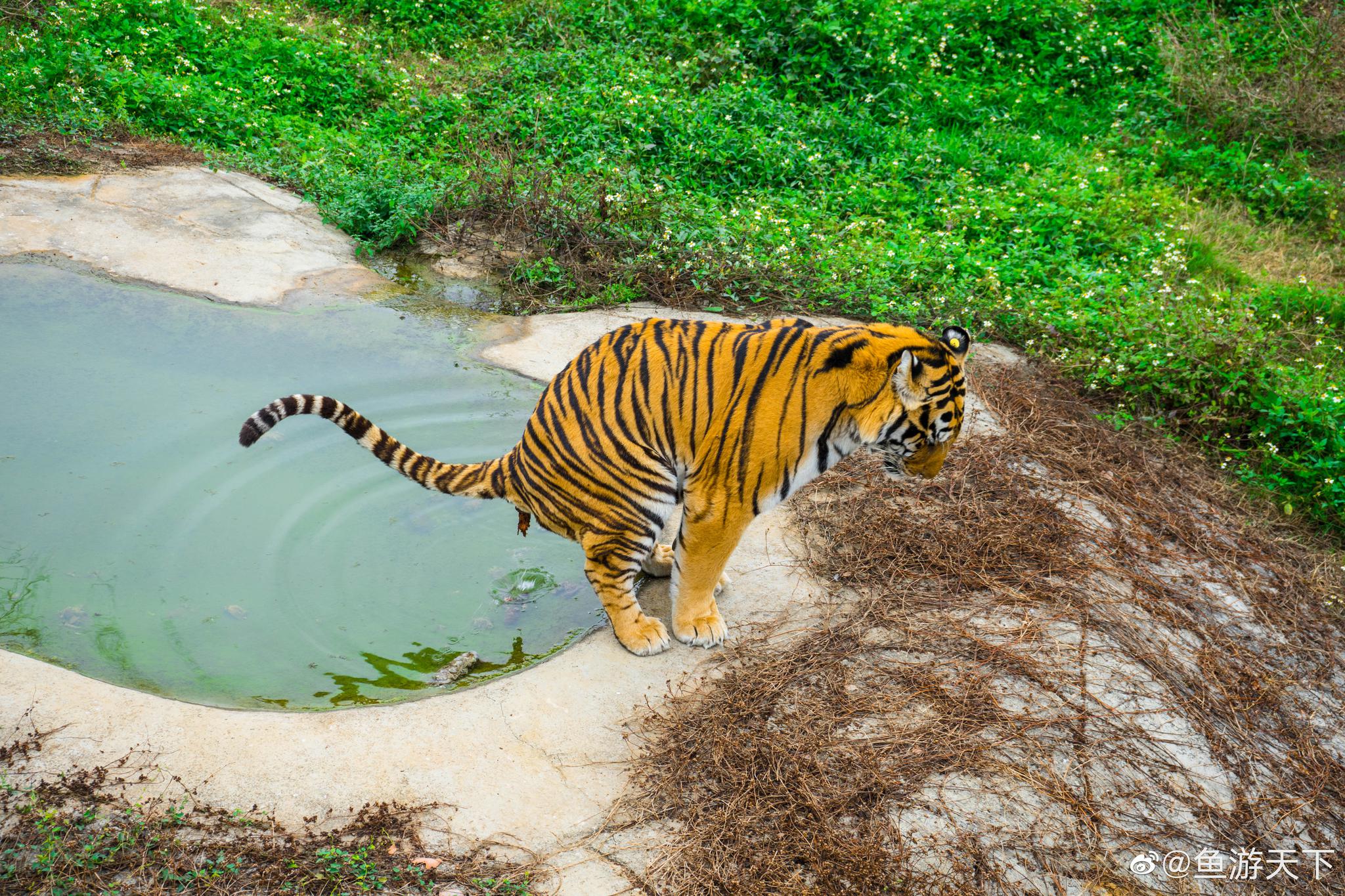 在广西平南县竟然还有这么大一个动物园,雄森动物大世界