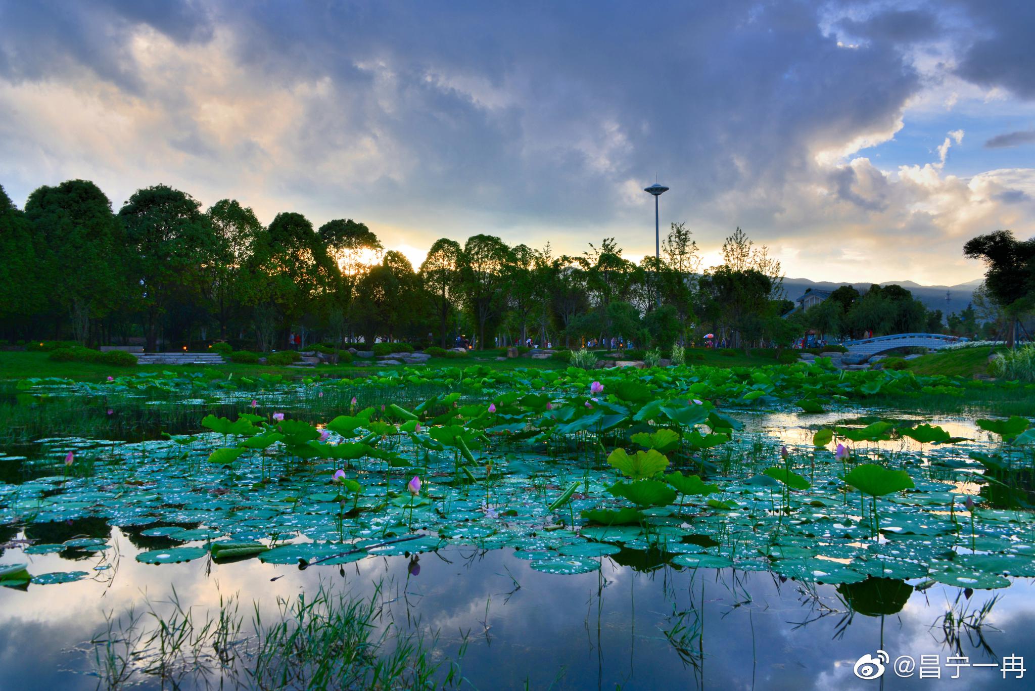 美丽昌宁·雨后夕阳荷韵浓