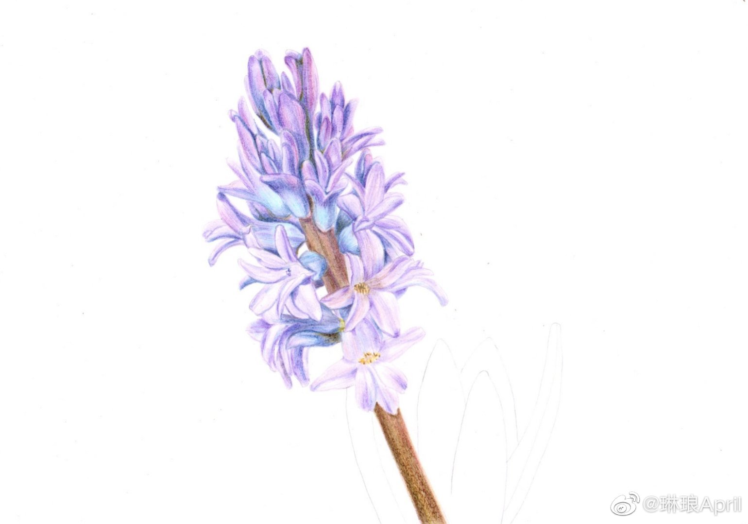 彩铅风信子