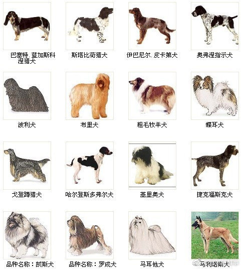 一组图教你认识狗狗的种类！ 