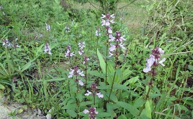 农村田地里的小白虫俗称土虫草城里人却把它当杂草