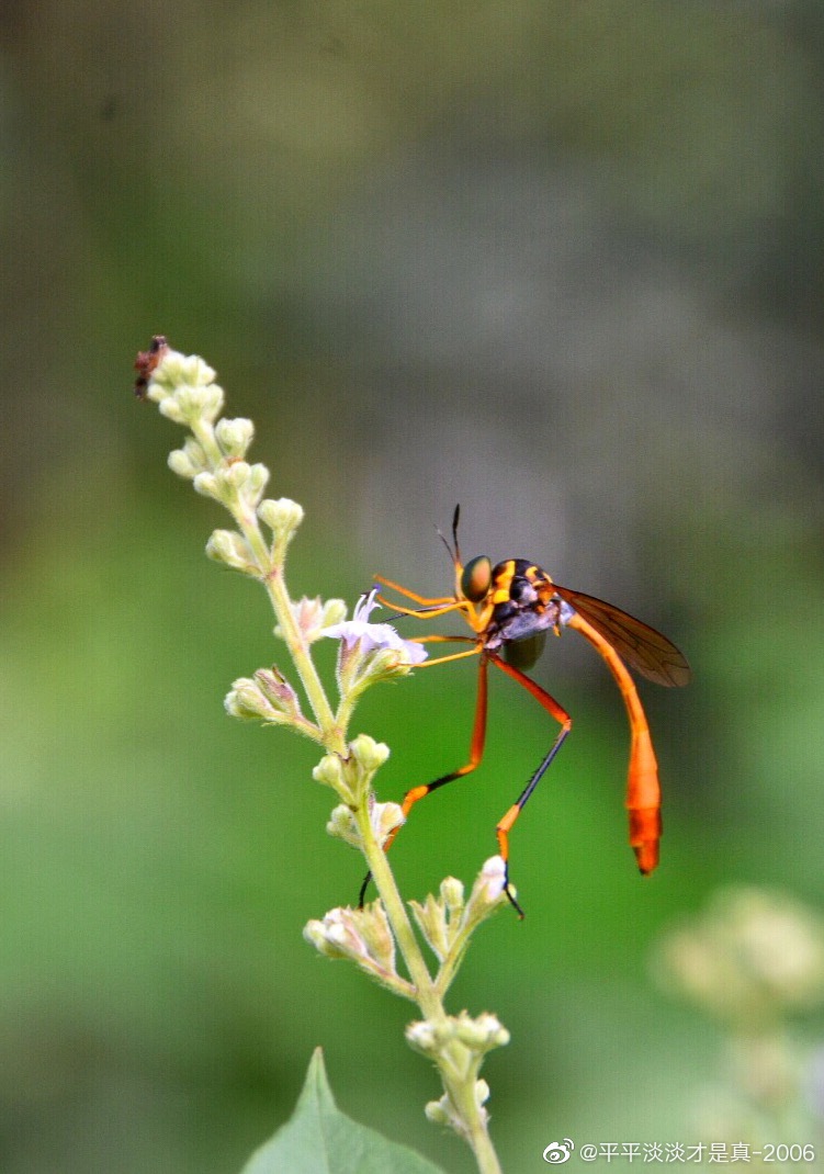 爬山时遇见一只大长腿小蛮腰的美人蜂舞姿轻盈有点像姬蜂