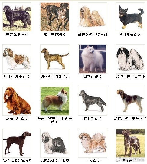 一组图教你认识狗狗的种类！