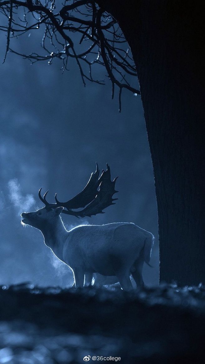 林深时见鹿_高清图集_新浪网