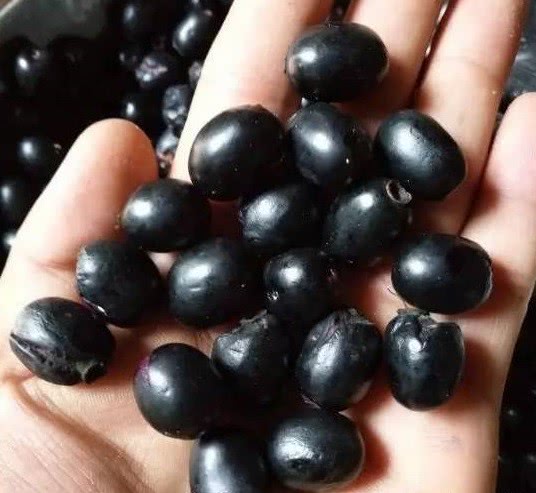 黑色的,但是那种甜美鲜味令人永生难忘,现在的人已经很难吃到这种野果
