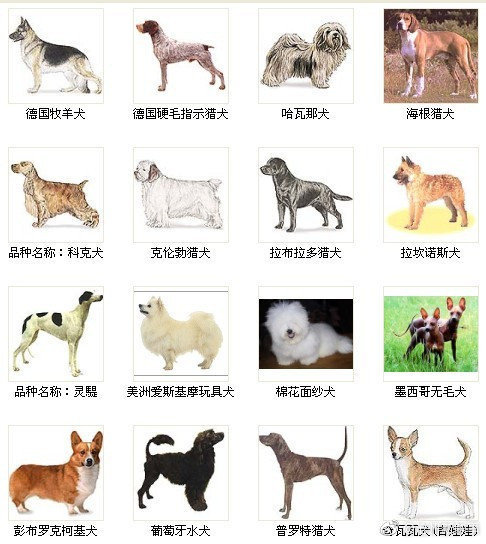 一组图教你认识狗狗的种类！ 