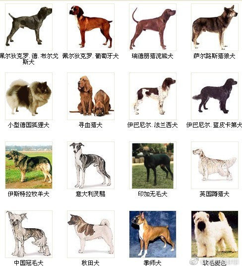 一组图教你认识狗狗的种类！ 