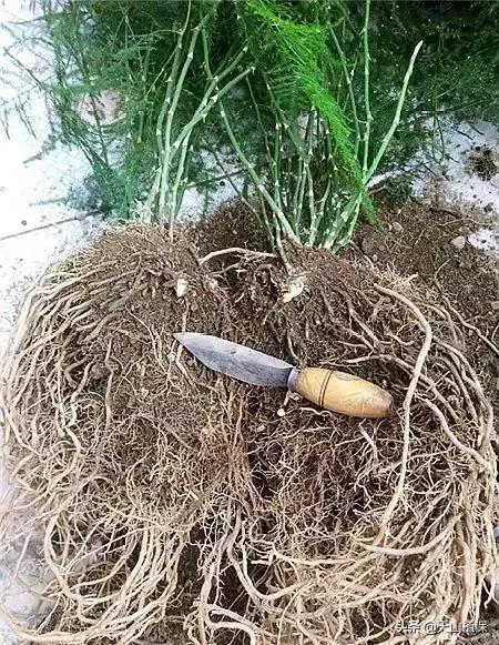 白糖水才是最厉害的生根液1个月喂1勺大白根呼呼往外猛长