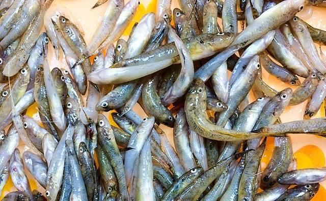 农村一种很懒的鱼,俗称"趴地虎",曾是儿时美味,现在一斤20元