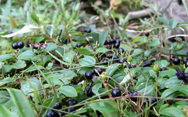 大山里这种黑黑的小野果,小时候常常吃到满嘴发黑,你们认识不