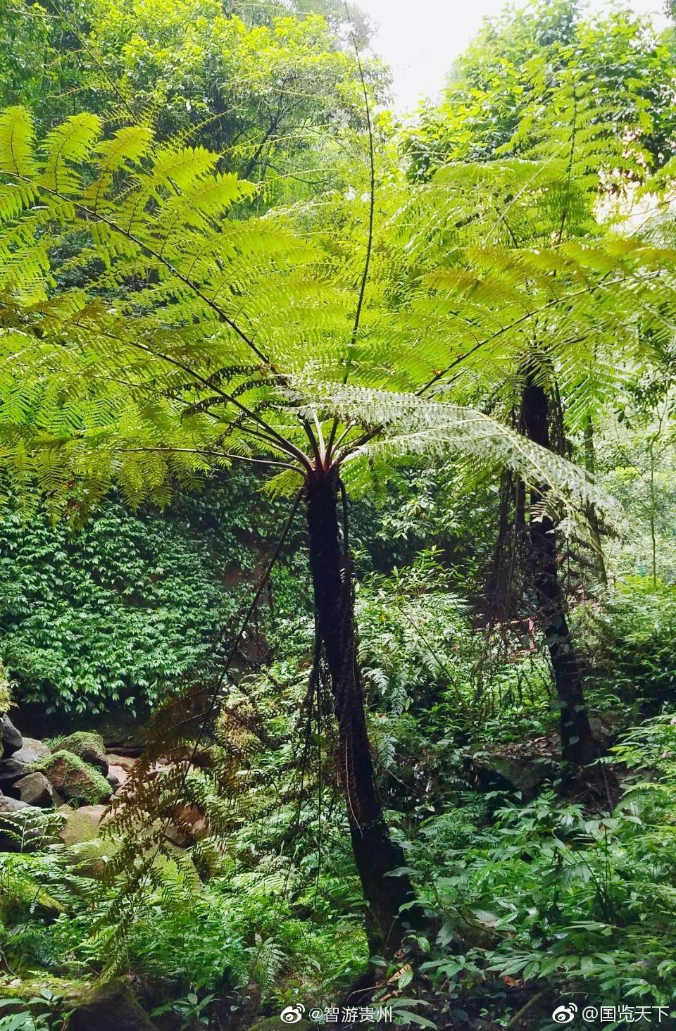 濒危植物"国宝桫椤"|桫椤|蕨类植物|树蕨_新浪新闻