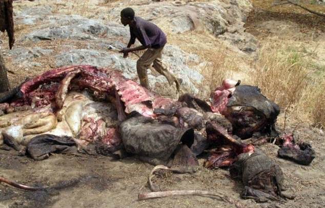 非洲人发现大象尸体,没一会只剩堆骨头,看到最后好吃惊!