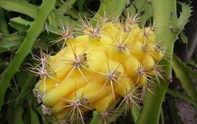 却少有人吃过|麒麟|维c|火龙果_新浪新闻