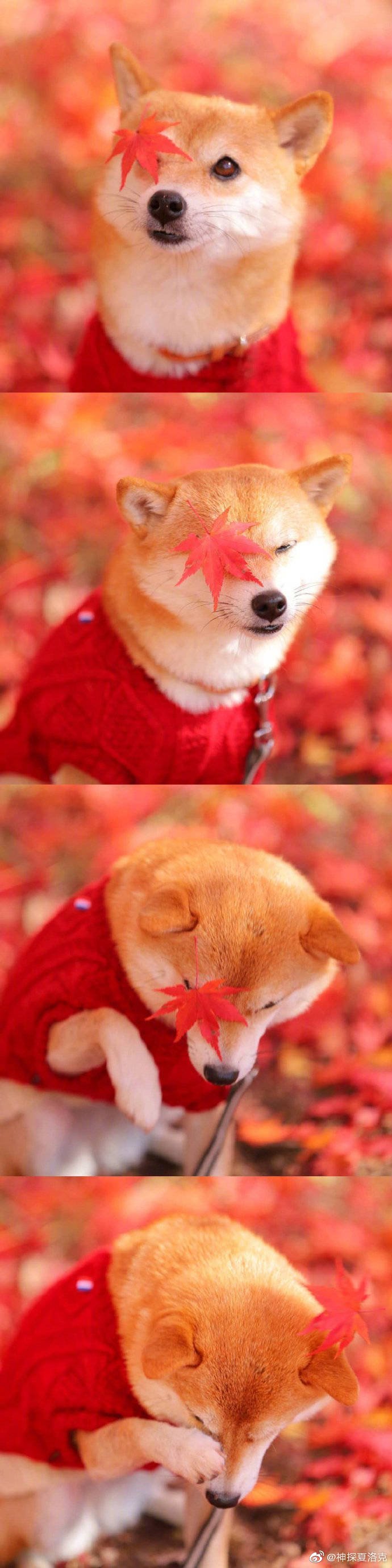 柴犬真是让人暖心的小天使!微微一笑很治愈,萌萌表情超可爱!