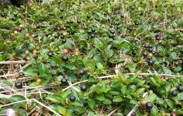 大山里这种黑黑的小野果,小时候常常吃到满嘴发黑,你们认识不