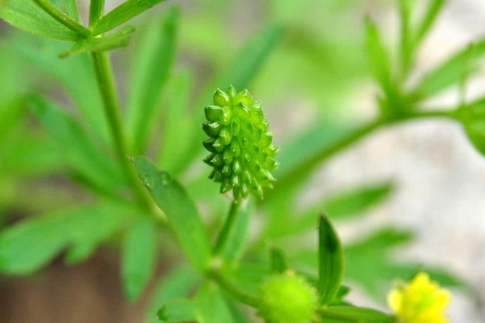 这种野草,民间俗称"野桑葚",常被错认成艾草,见到请别碰它